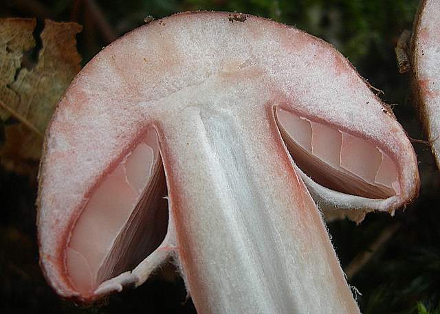 Prima  dell�era  glaciale